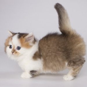 Munchkin Kitten Fudge 6