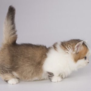 Munchkin Kitten Fudge 7