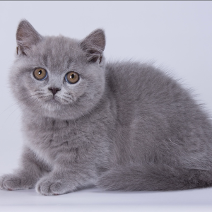 Munchkin Kitten - Kara