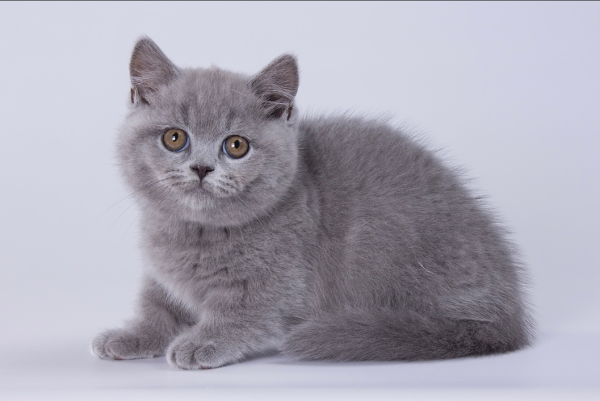 Munchkin Kitten - Kara