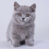 Munchkin Kitten - Kara