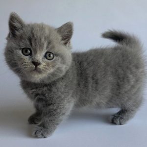 Munchkin Kitten Kara 2