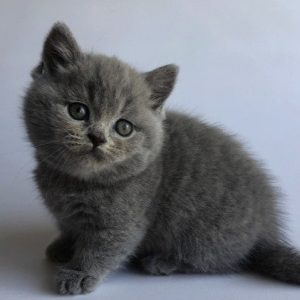 Munchkin Kitten Kara 3