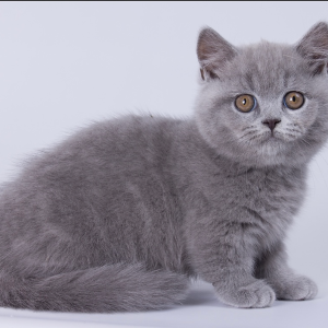 Munchkin Kitten Kara 4