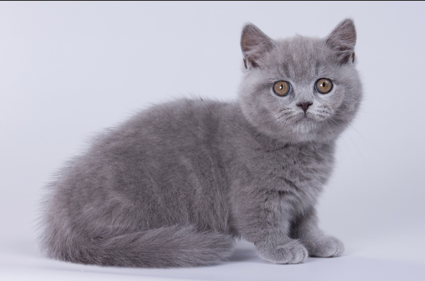 Munchkin Kitten Kara 4