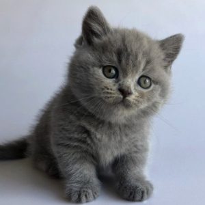 Munchkin Kitten Kara 5