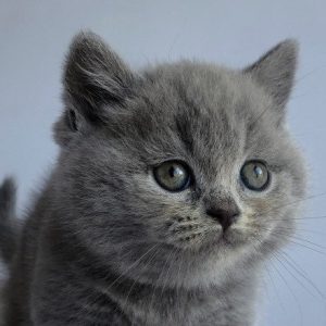 Munchkin Kitten Kara 6