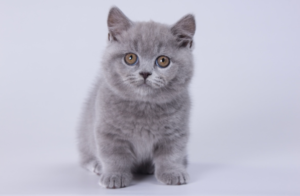 Munchkin Kitten - Kara