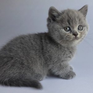 Munchkin Kitten Kara 7