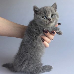 Munchkin Kitten Kara 8