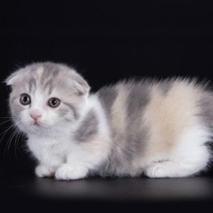 Munchkin Kitten - Linne