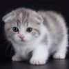 Munchkin Kitten - Linne