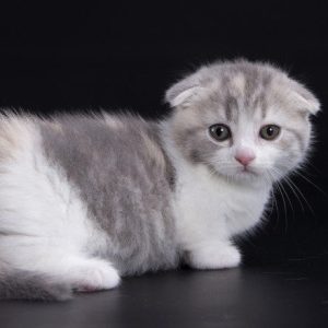 Munchkin Kitten Linne 2