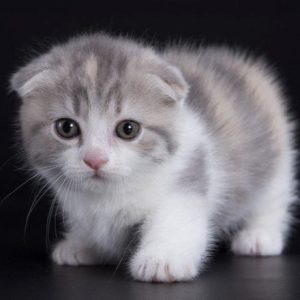 Munchkin Kitten - Linne