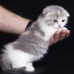 Munchkin Kitten Linne 4