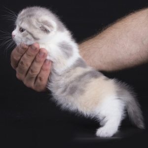 Munchkin Kitten Linne 5