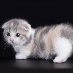 Munchkin Kitten Linne 6