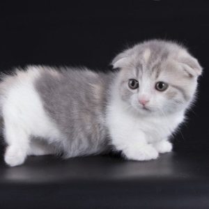 Munchkin Kitten Linne 7