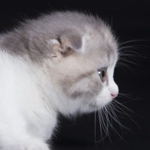 Munchkin Kitten Linne 8