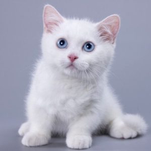 Munchkin Kitten - Maahes