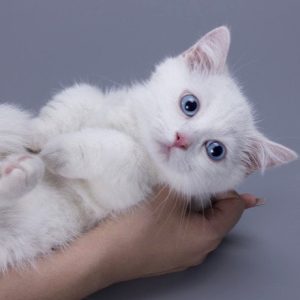 Munchkin Kitten Maahes 3