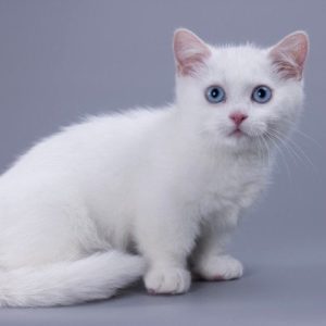 Munchkin Kitten - Maahes