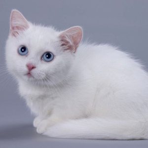 Munchkin Kitten Maahes 4