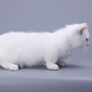 Munchkin Kitten Maahes 6