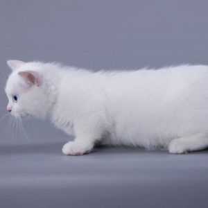 Munchkin Kitten Maahes 7