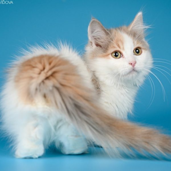 Munchkin Kitten Maya 2