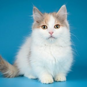 Munchkin Kitten - Maya