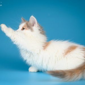 Munchkin Kitten Maya 4