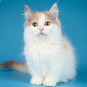 Munchkin Kitten Maya 5