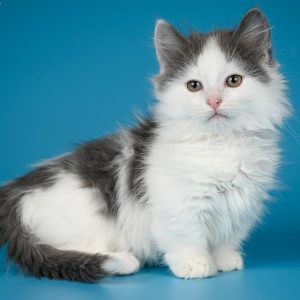 Munchkin Kitten - MrTwiggens