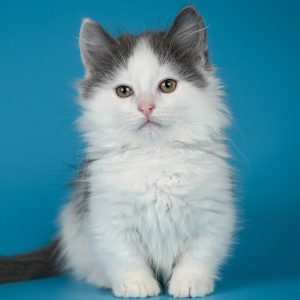 Munchkin Kitten MrTwiggens 2