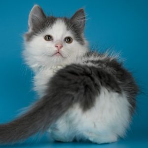 Munchkin Kitten MrTwiggens 3