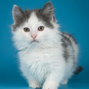 Munchkin Kitten MrTwiggens 4