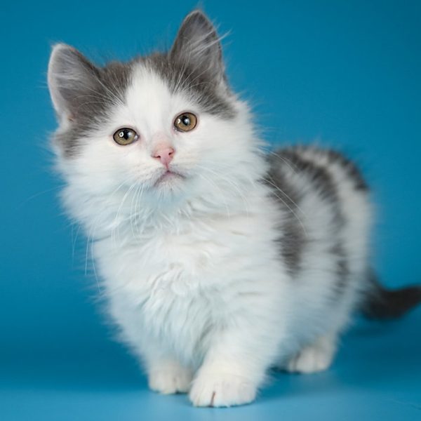 Munchkin Kitten - MrTwiggens