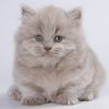 Munchkin Kitten - Nikki