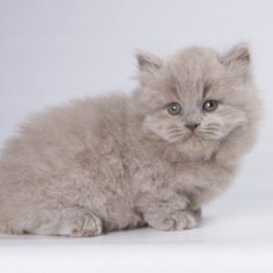 Munchkin Kitten Nikki 3