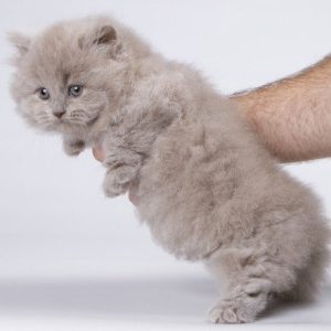 Munchkin Kitten Nikki 4