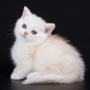 Munchkin Kitten - NomNomNom