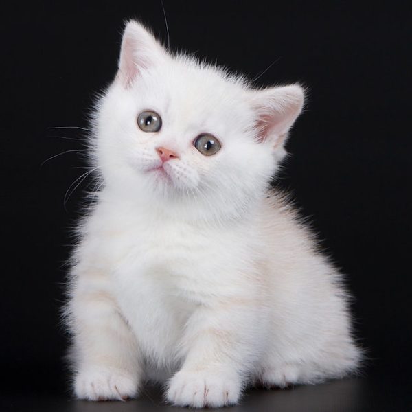 Munchkin Kitten - NomNomNom