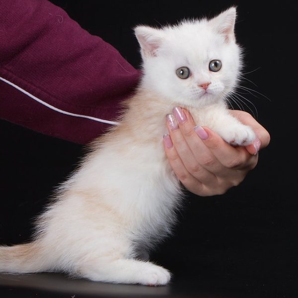 Munchkin Kitten NomNomNom 3