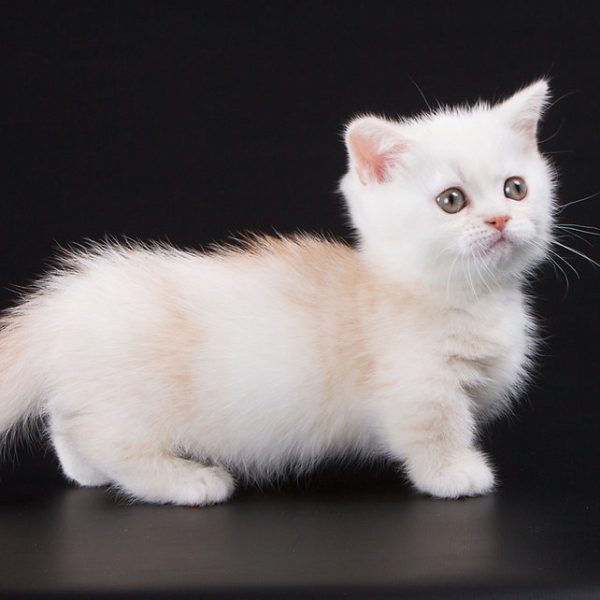 Munchkin Kitten NomNomNom 4