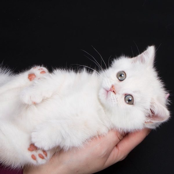 Munchkin Kitten NomNomNom 5