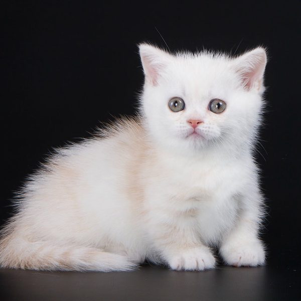 Munchkin Kitten - NomNomNom