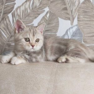 Munchkin Kitten - Pancake