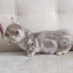 Munchkin Kitten Pancake 2