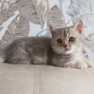 Munchkin Kitten Pancake 3